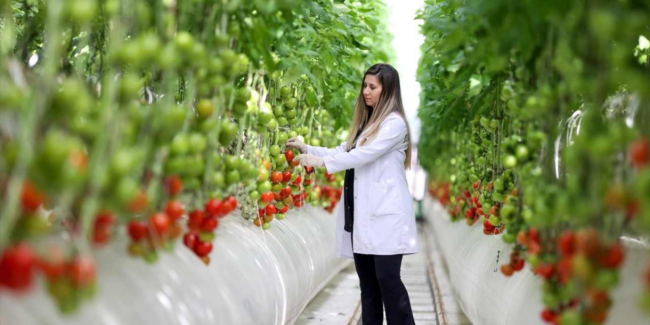 Konya'da eksi 15 havada domates üretiliyor! Tüm dünyaya satılıyor