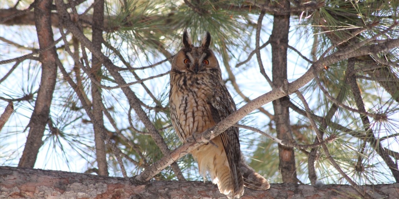 Emniyet müdürlüğü kulaklı baykuşun yaşam alanı oldu