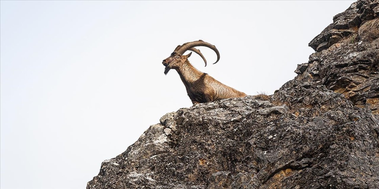 Türkiye'de 85 alan yaban hayatına ayrıldı