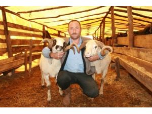 Bakanlık Projesi Kapsamında Halk Elindeki Hayvanlar Islah Edilecek