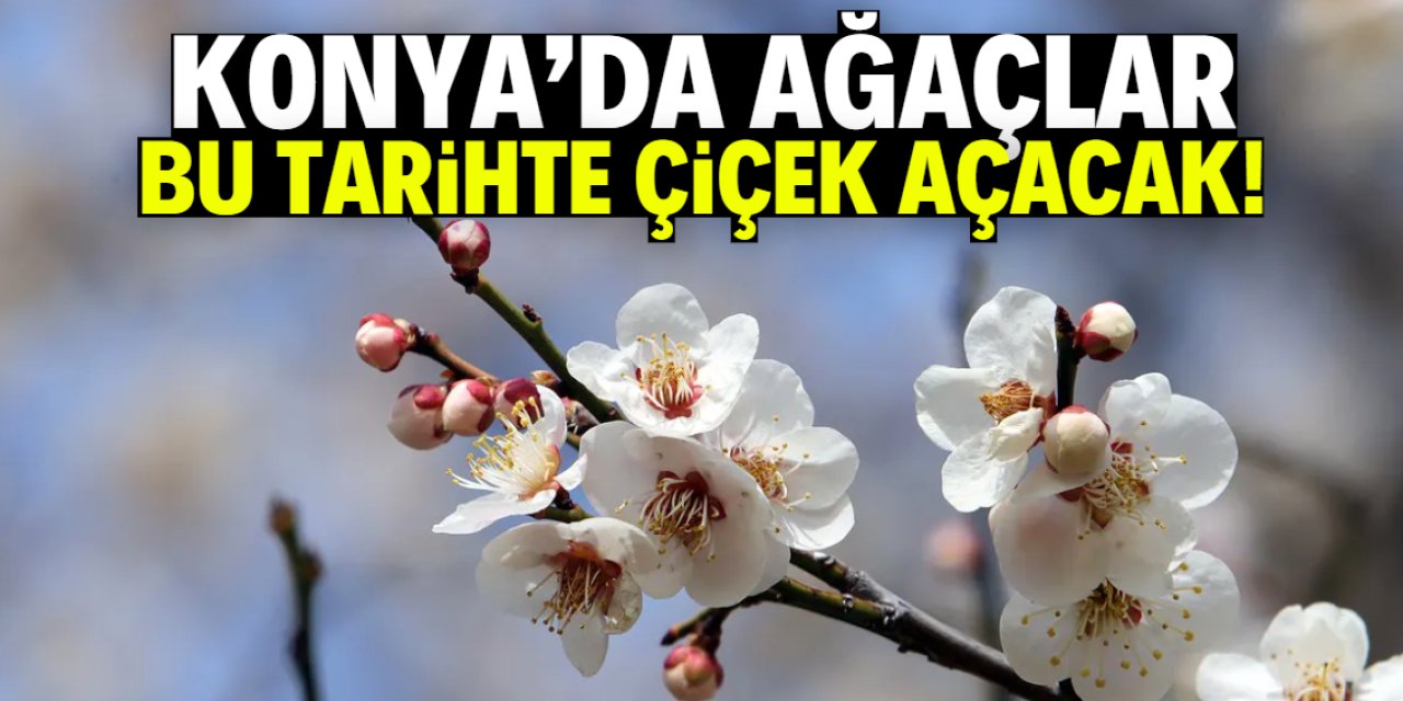 Konya'da ağaçlar bu tarihte çiçek açacak