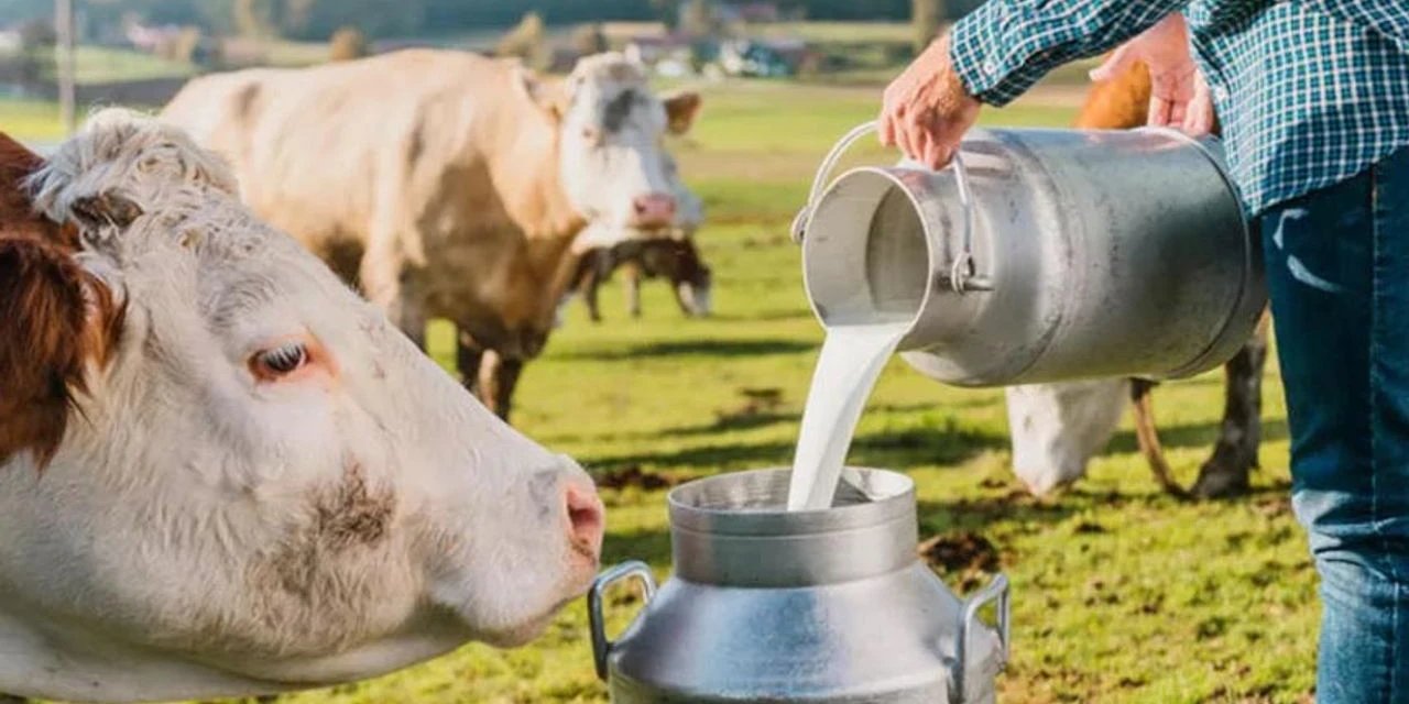 Süt üreticileri zorda! Maliyetler çok yükseldi