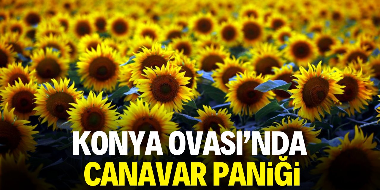 Konya Ovası'nda canavar paniği! Sayıları 10 binleri buldu
