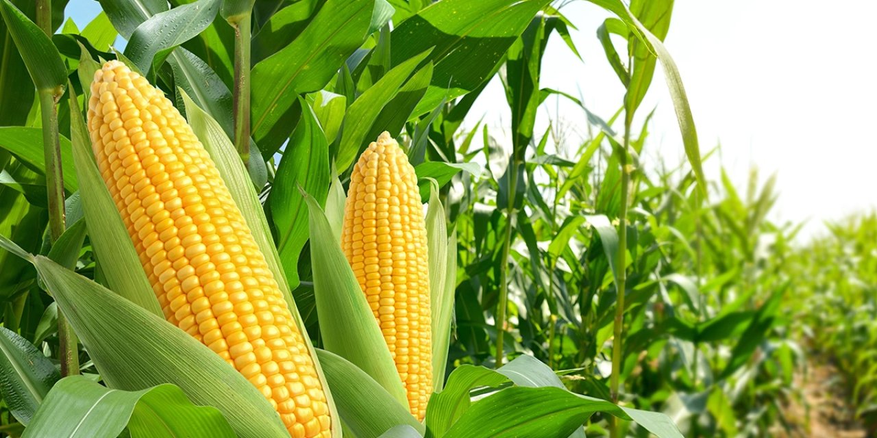 Mısır ithalatına kota getirildi