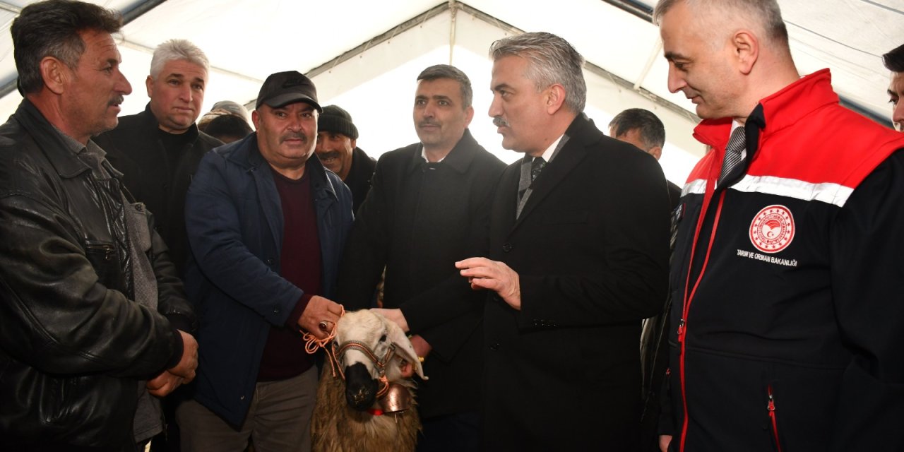 KOP ile üreticilere 210 damızlık koç dağıtılıldı