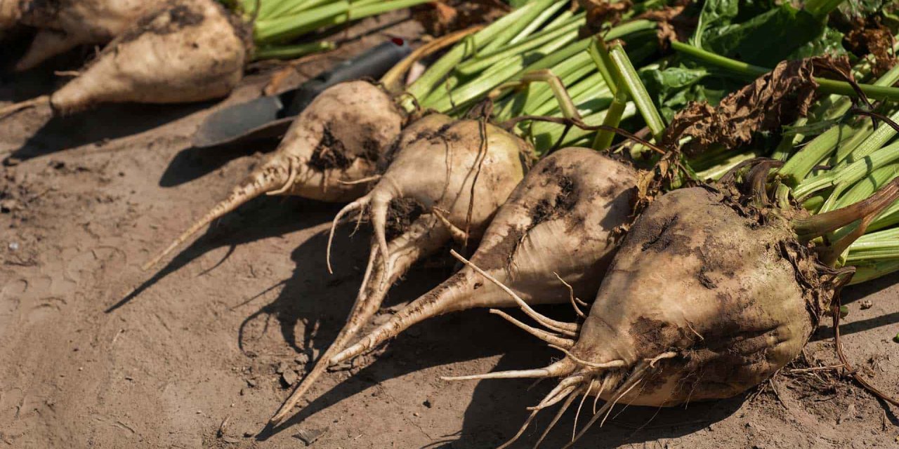 Konya'da pancar, buğdaydan iki kat su tüketiyor