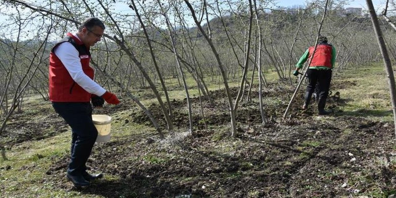 Fındık üretiminde doğru gübreleme verim ve kaliteyi artırıyor
