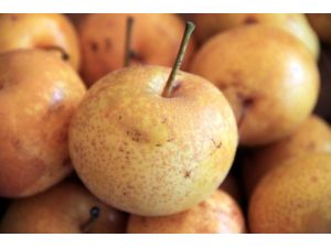 Meyve Üreticisinin Yeni Gözdesi Asya Armudu Olacak