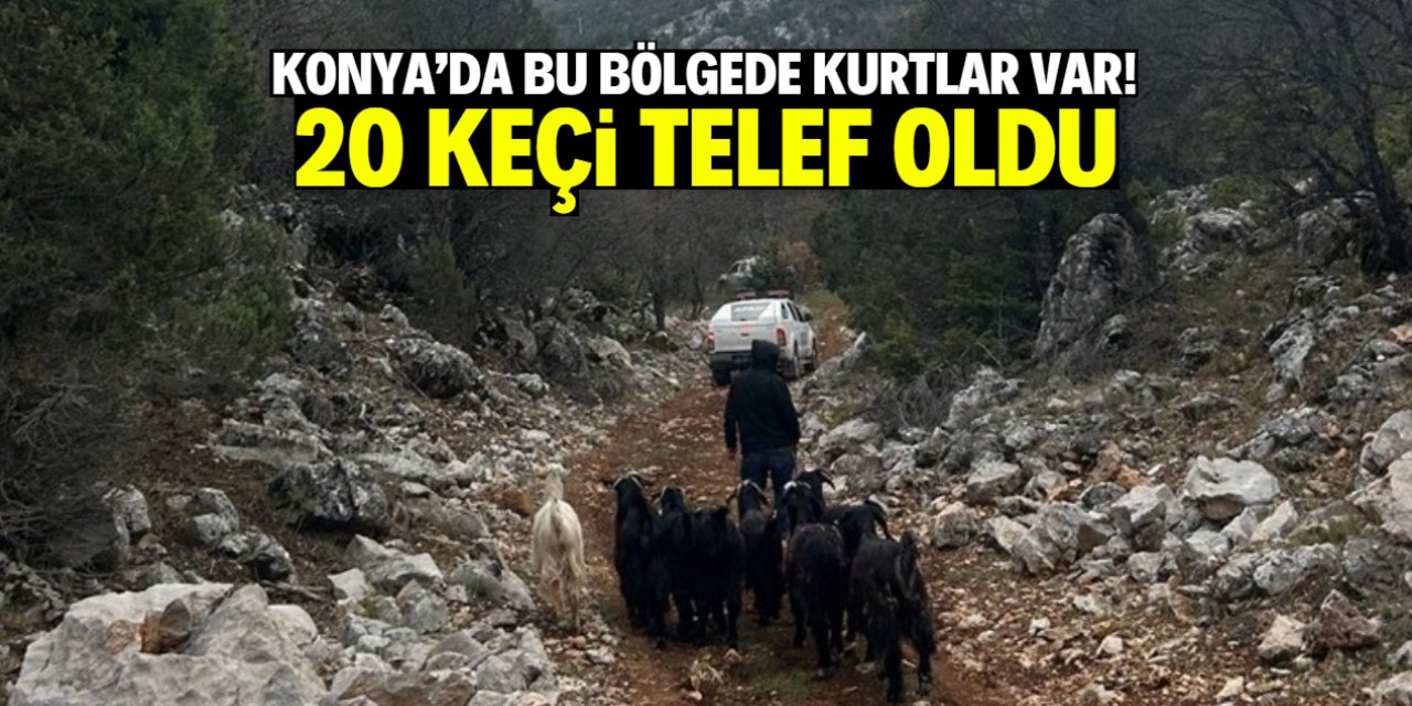 Konya'da bu bölgede kurtlar var! 20 keçi telef oldu