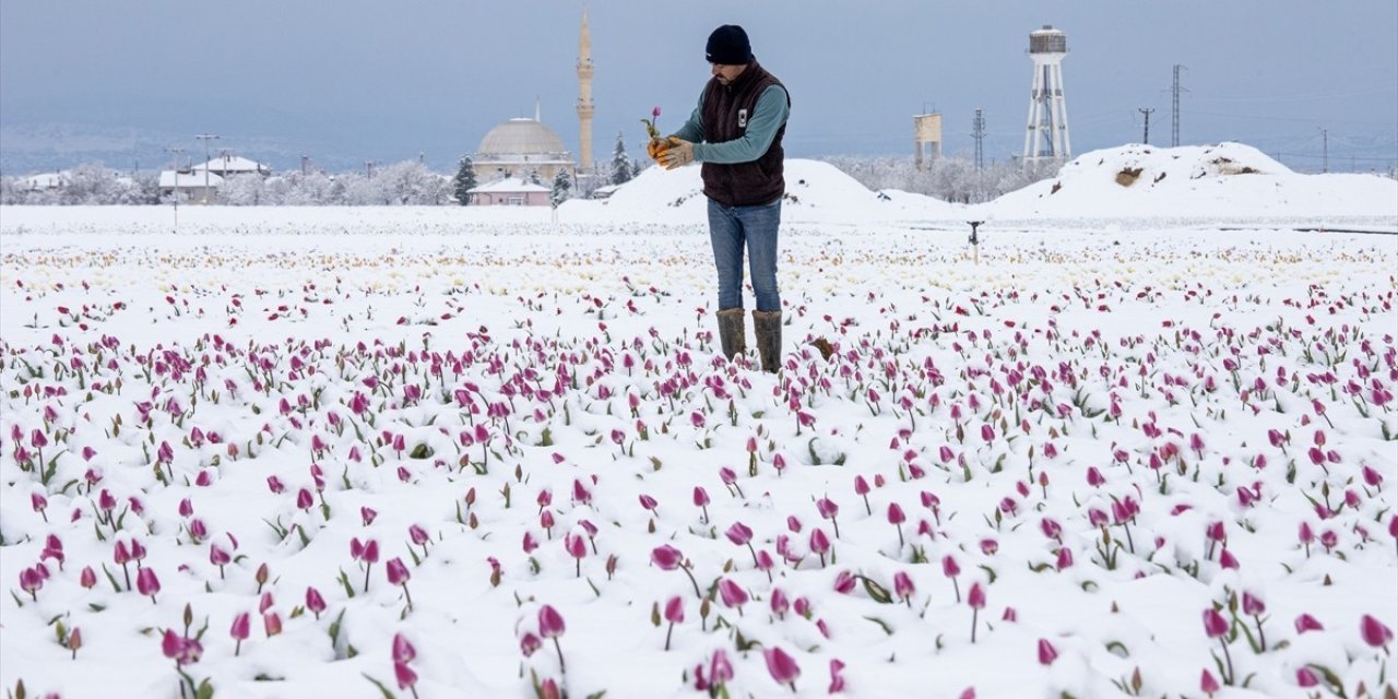 Tam görsel şölen! Lale tarlası karla kaplandı