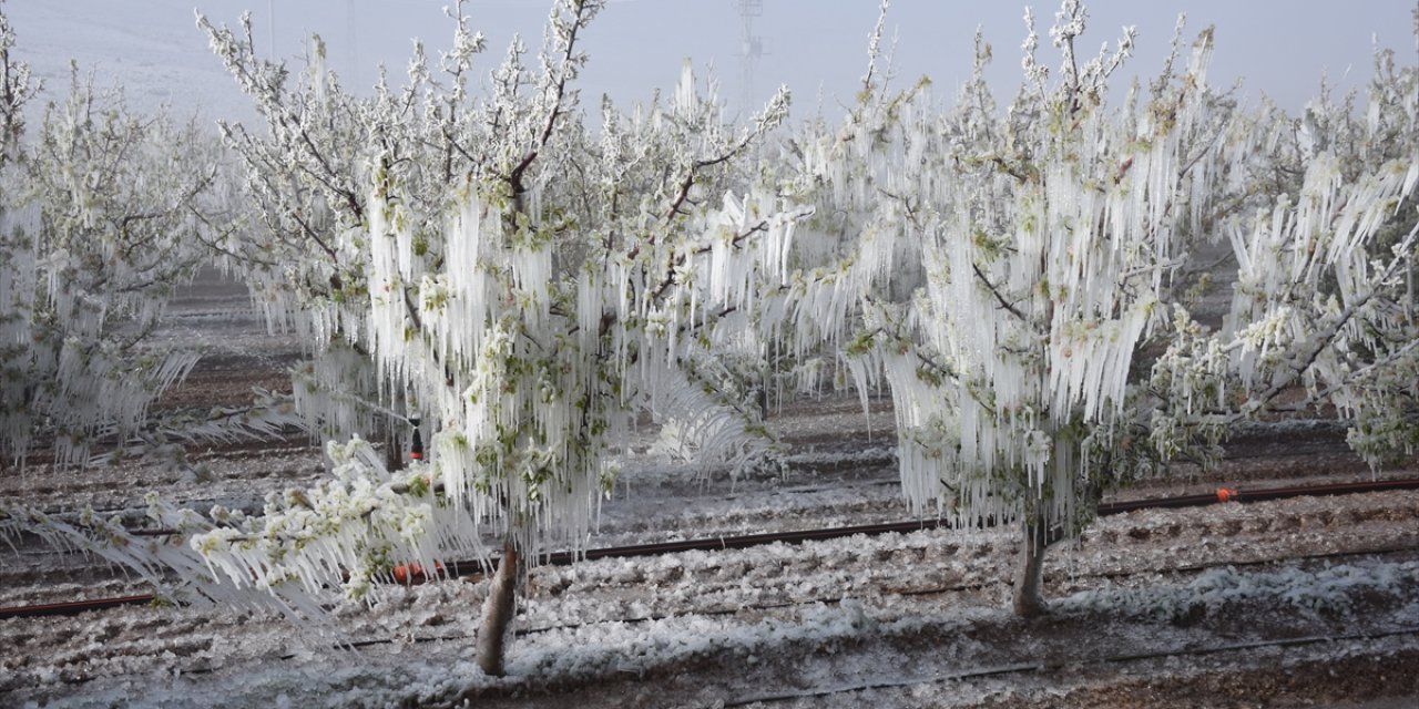 Karaman'da don nedeniyle elma ağaçları buza dönüştü