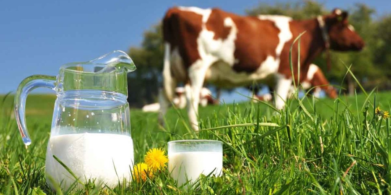Toplanan inek sütü miktarı azaldı