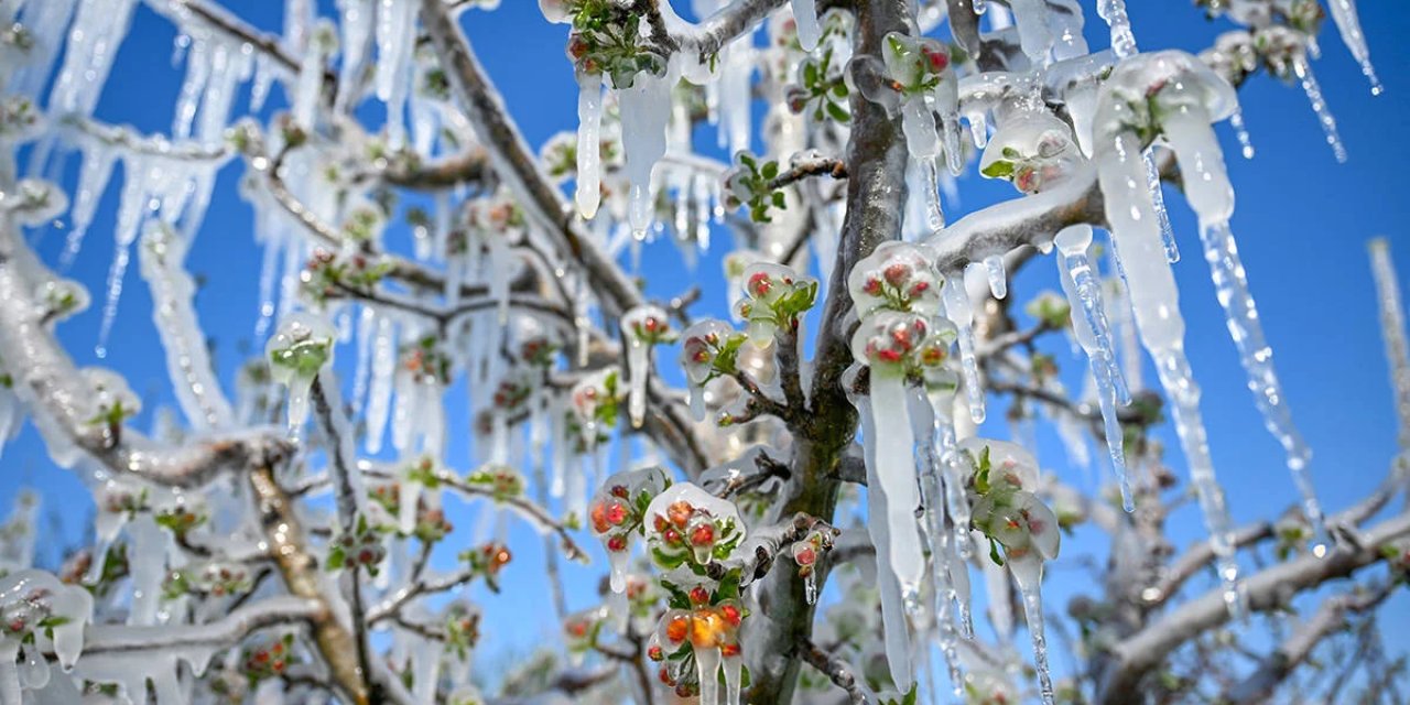 Zirai don olayında hasar tespiti sürüyor
