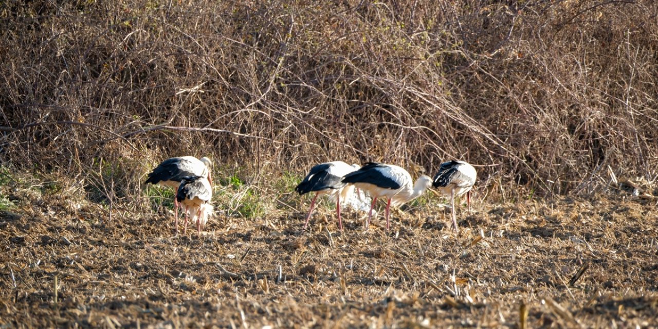 Karaman'da leylekler tarlalarda beslenirken görüntülendi