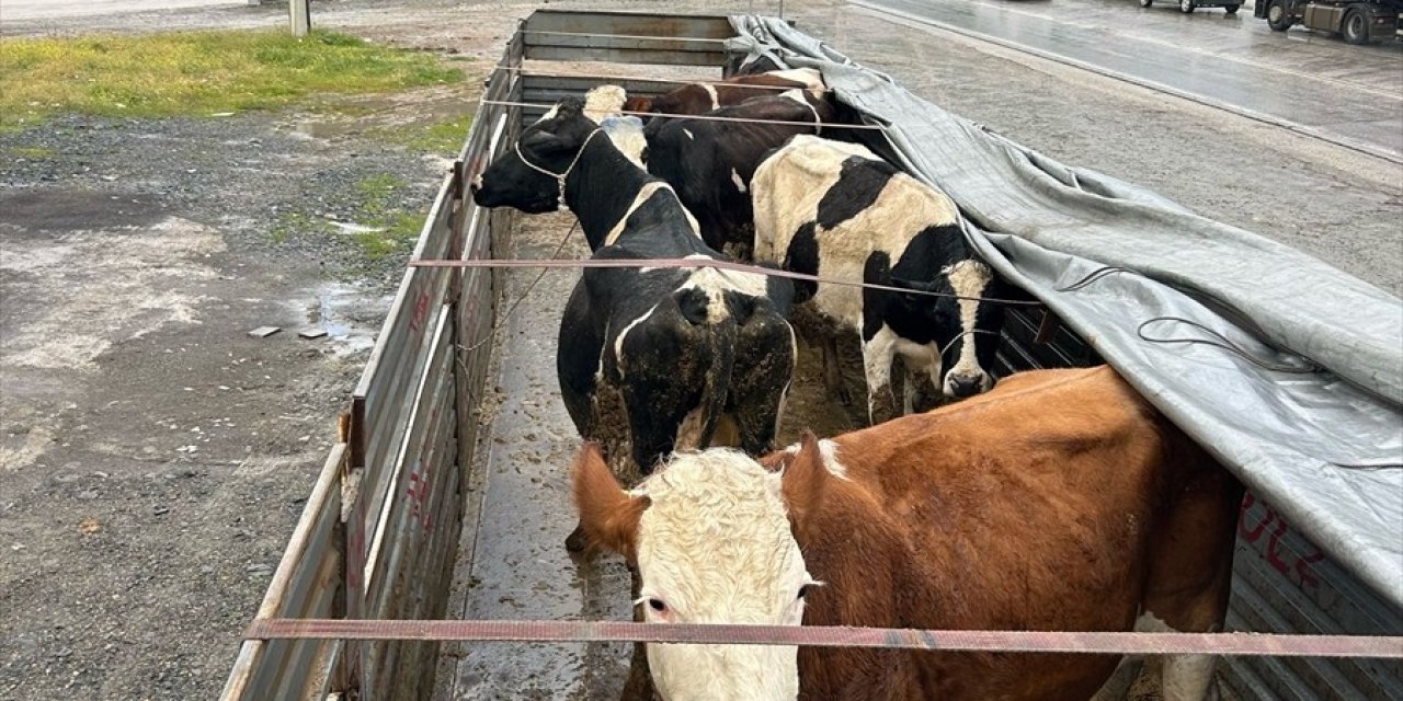 Hayvan hırsızlığına karışan 2 şüpheli tutuklandı