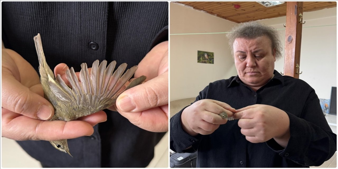 Küresel ısınma kuşların göç hareketlerini de etkiledi