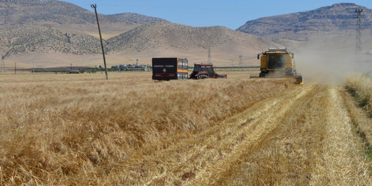 Önce Konya şimdi Mardin! 1 milyar TL'lik buğday vurgunu yapılmış