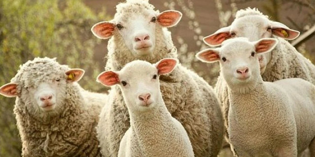 TİGEM 700 reforme küçükbaş hayvan satacak