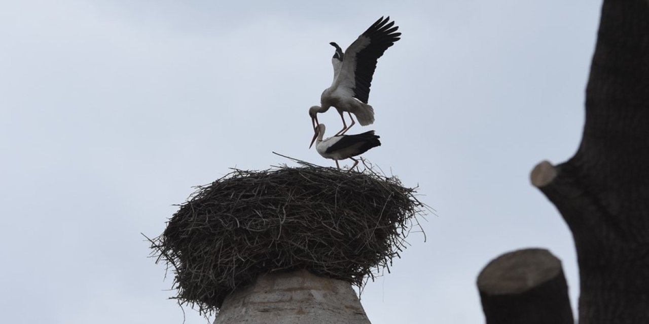 Leylekler tarihi türbenin çatısını mesken tuttu