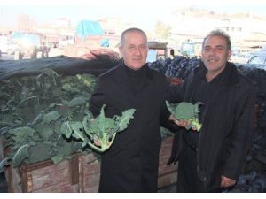 Brokoli Bafra'da Üretiliyor Türkiye Genelinde Tüketiliyor
