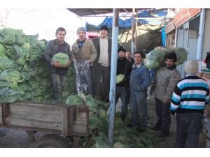 Beyaz Lahana Bafra’da Yüzleri Güldürüyor