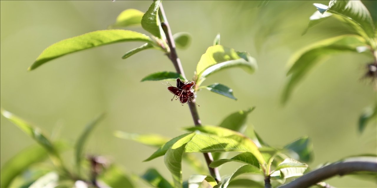 Zirai dondan sonra su kaybına karşı önlem alın