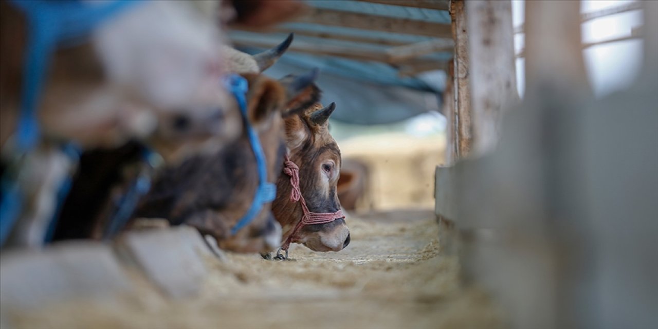 Canlı hayvan nakillerinde yeni dönem
