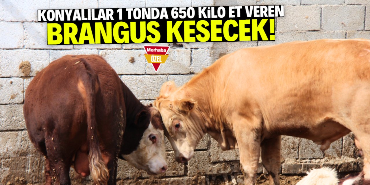 Konyalılar bayramda Brangus kesecek! 1 tonda 650 kilo et veriyor