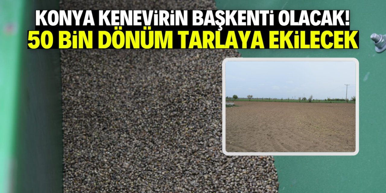 Konya kenevirin başkenti olacak! 50 bin dönüm tarlaya ekilecek