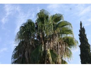 Adana'da 18 Yaşındaki Genç Ağaçta Mahsur Kaldı!