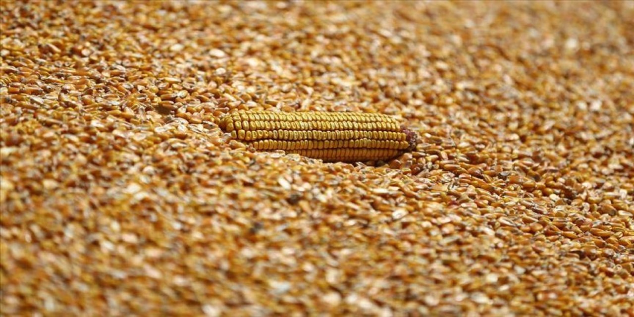 Mısır ithalatında yeni kontenjan