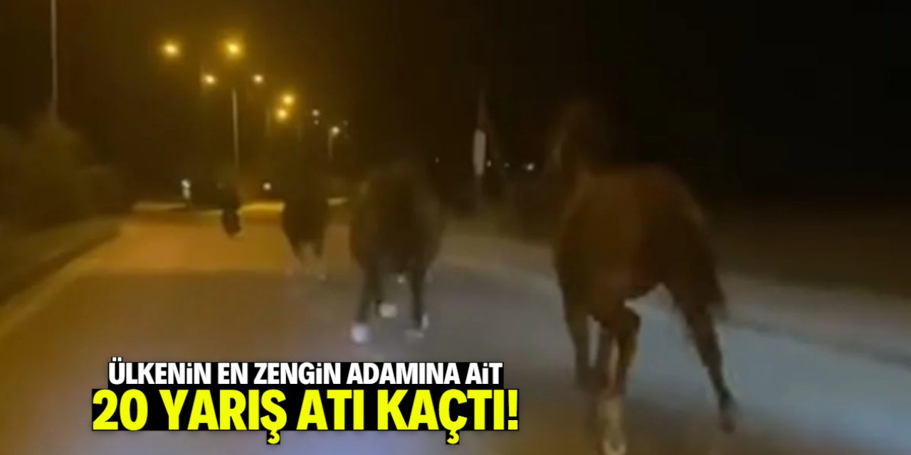 Türkiye bu 20 yarış atını konuşuyor! Ülkenin en zengin adamına ait