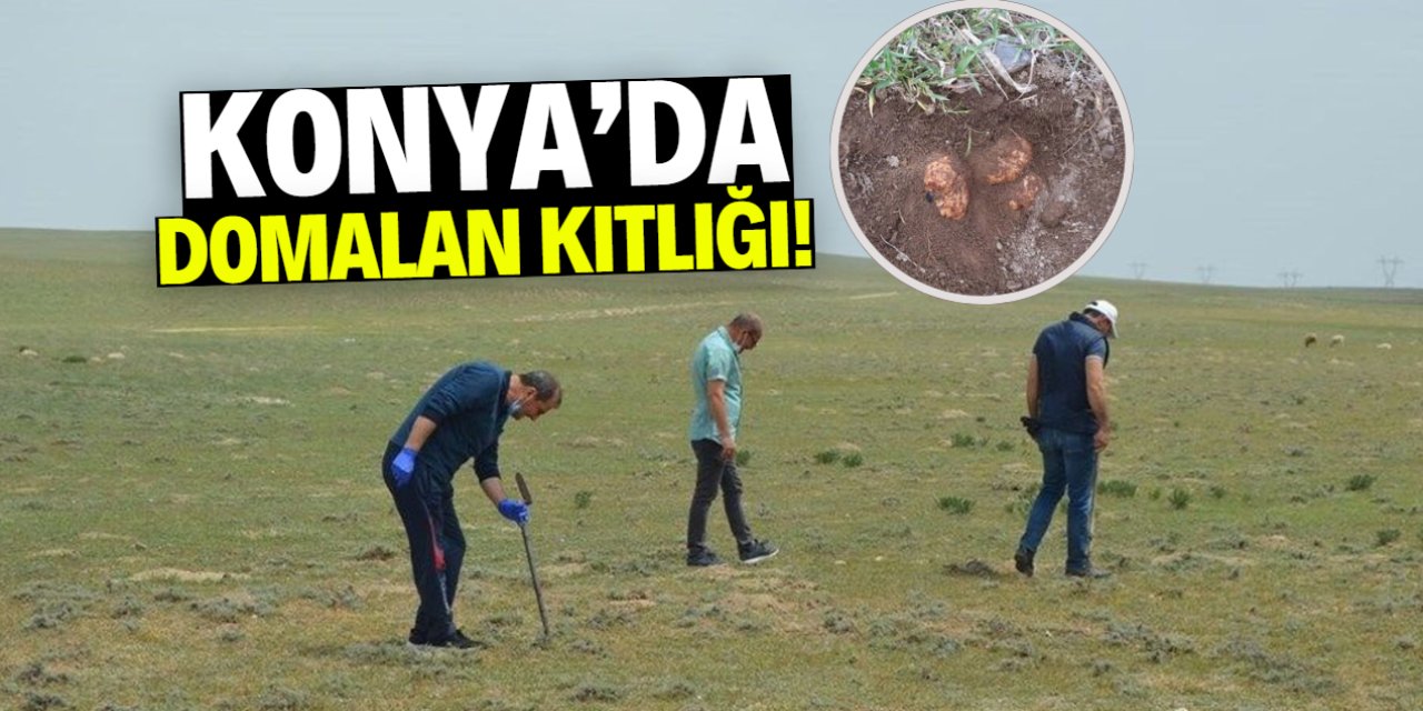 Konya'da domalan kıtlığı! Bu yıl yok
