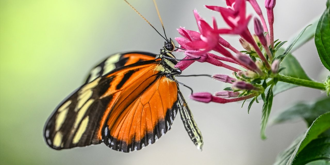 Konya'da yaz kış 28 derecede 20 bin kelebek