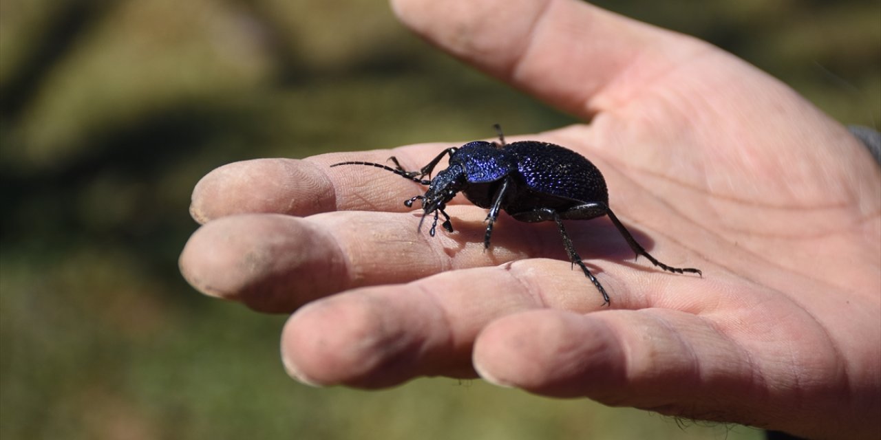 Aile fertlerinin isimlerini keşfettiği böceğe verdi