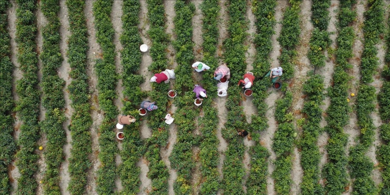 Çiftçilere 3 milyar lira destek