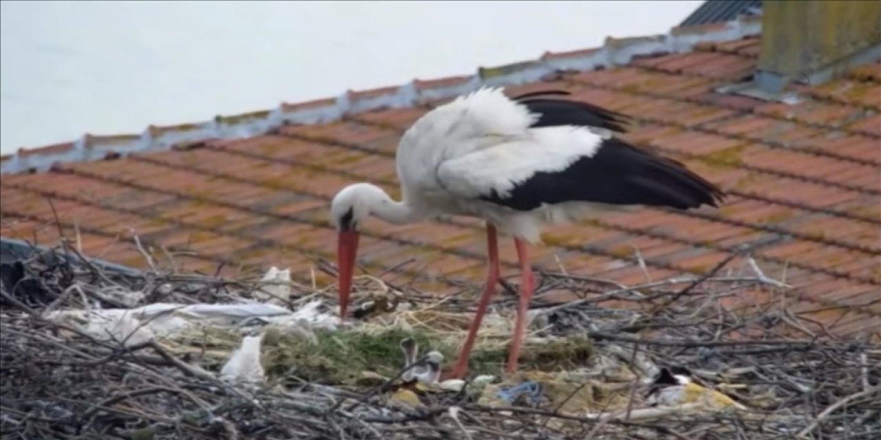 "Yaren" leyleğin 2 yavrusu yumurtadan çıktı