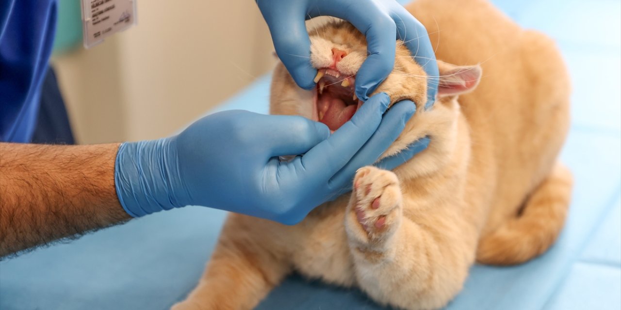 Konya'da bir ilk! Kedinin dişleri kaplandı