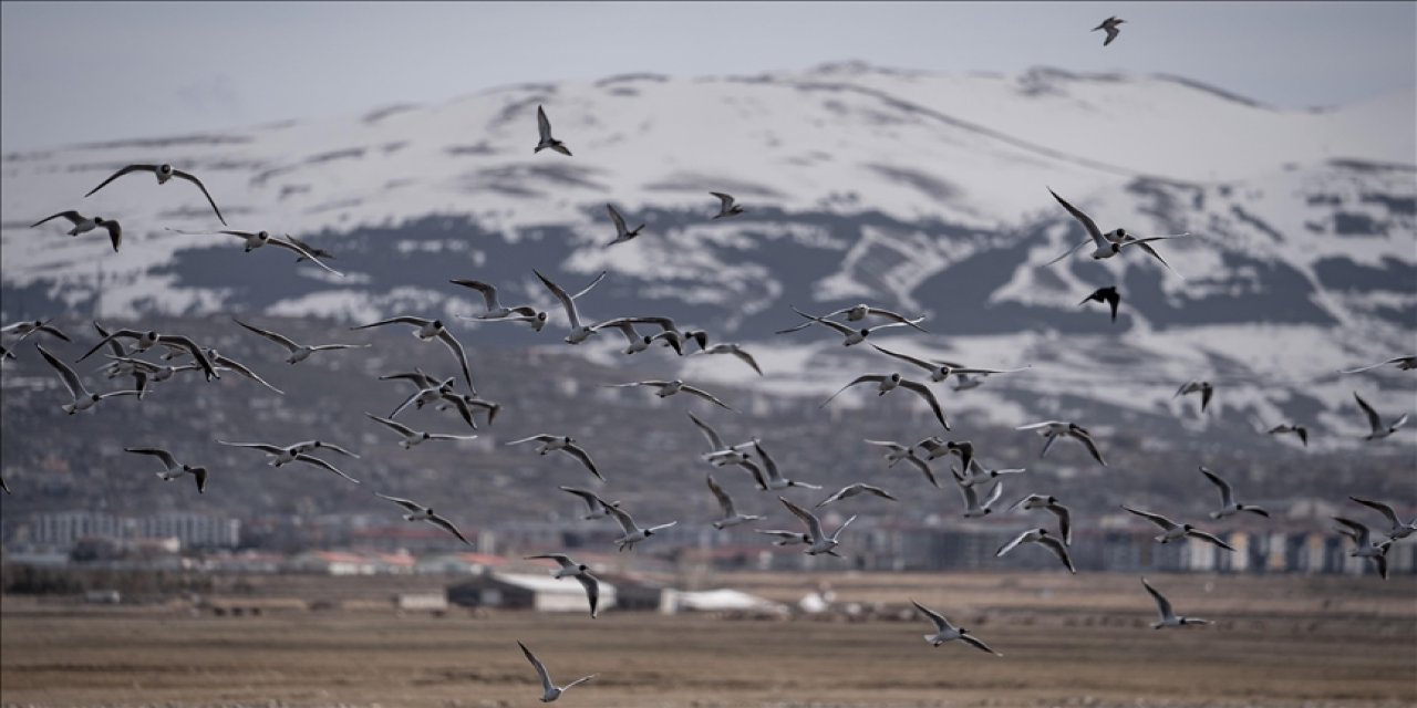 Kuş çeşitliliğinin korunması için göç rotaları haritalandırılacak
