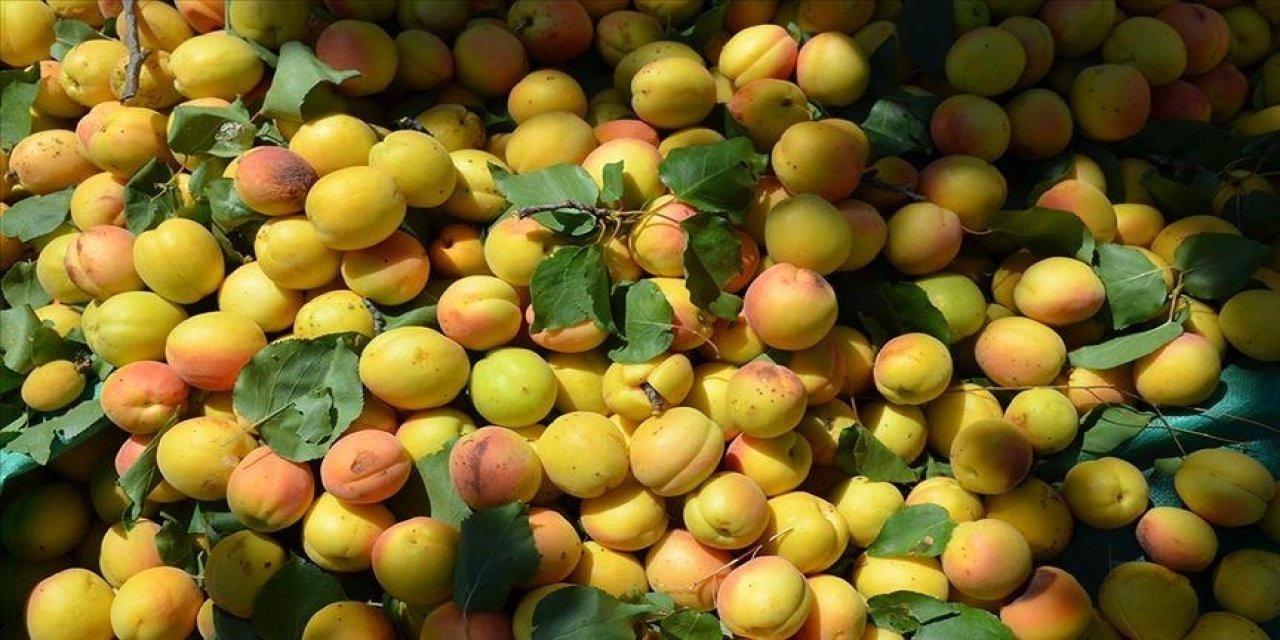 Malatya ihracatta kan kaybediyor