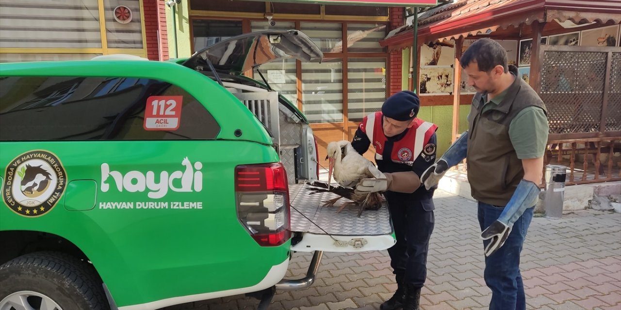 Karaman'da yaralı bulunan leylek koruma altına alındı