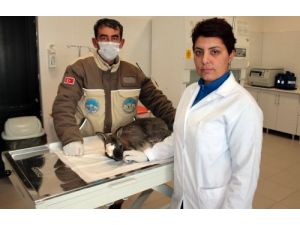 Hayvanlara 5 Yıldızlı Hastane Konforunda Tedavi Hizmeti