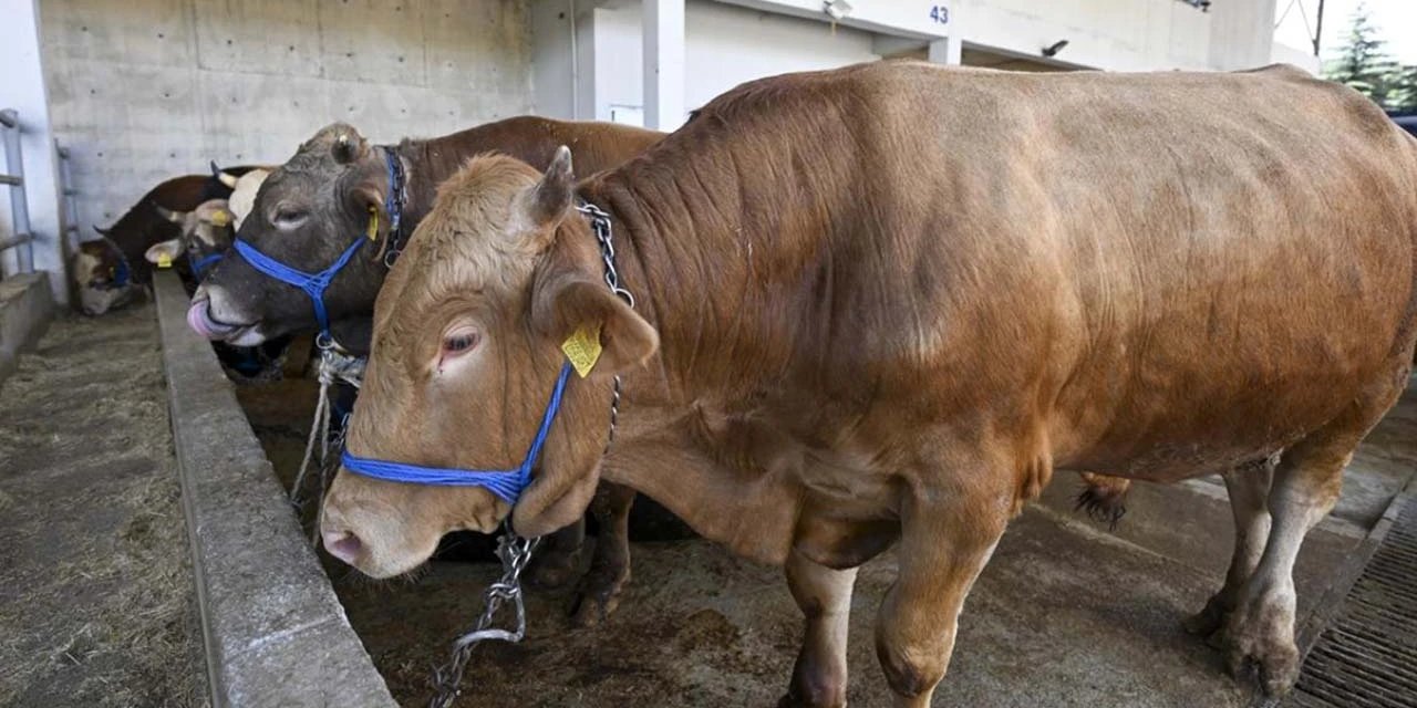 Konya'da kurban hissesi 4 bin 500 lira