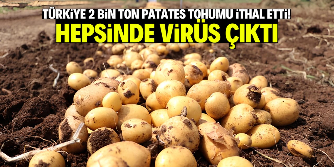 Türkiye 2 bin ton patates tohumu ithal etti! Hepsinde virüs çıktı