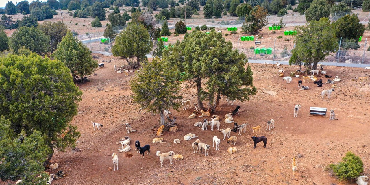Meram'ın sahipsiz hayvan yaşam alanını ziyaret ettiler