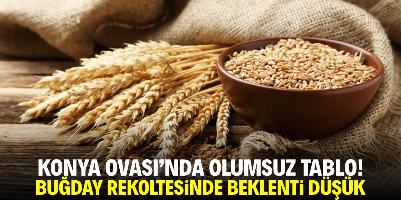 Konya Ovası'nda olumsuz tablo! Buğday rekoltesinde beklenti düştü