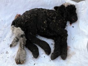 5 Ayaklı Doğan Kuzu Görenleri Şaşkına Çevirdi