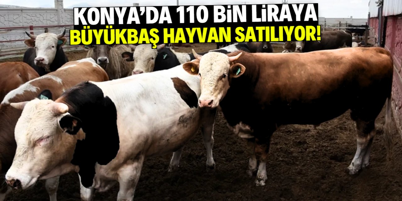 Konya'da 110 bin liraya satılık büyükbaş hayvan! Stokta çok sayıda var