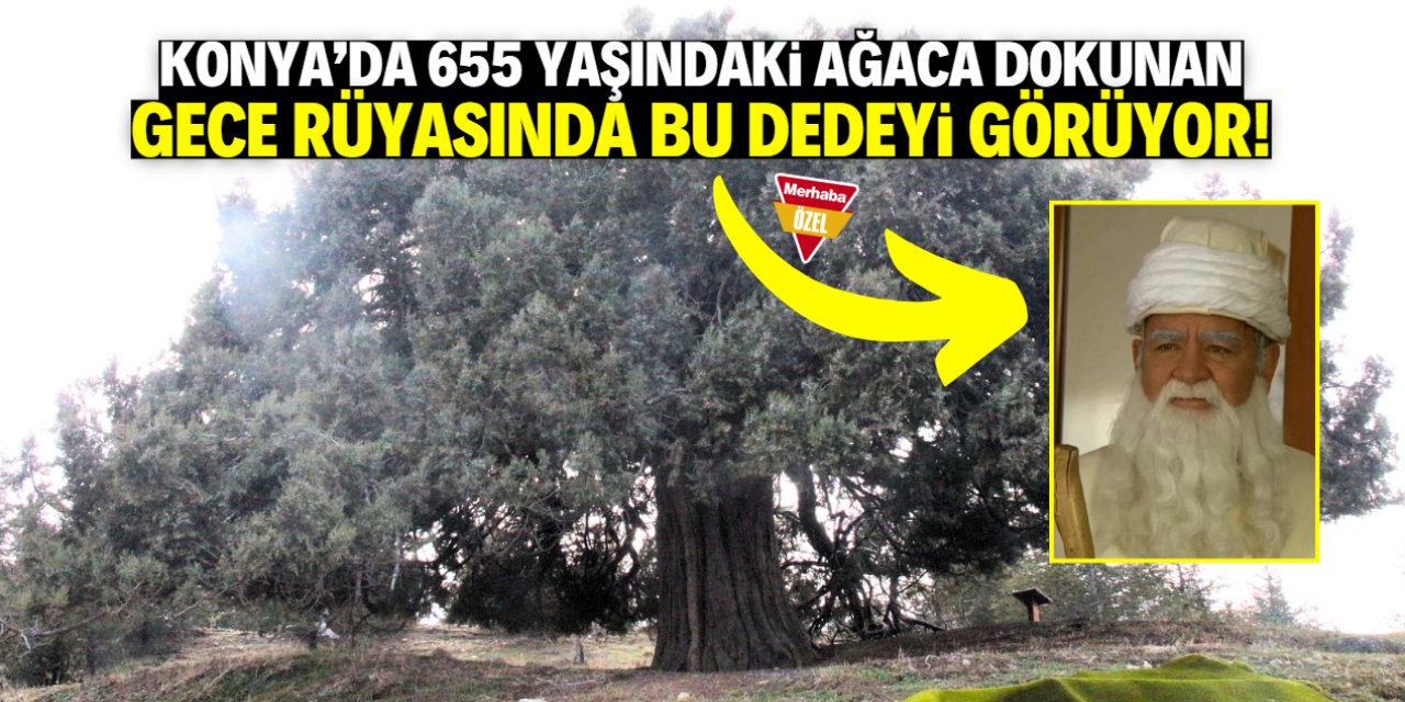 Konya'da 655 yaşındaki ağaca dokunanlar gece rüyasında bu dedeyi görüyor!