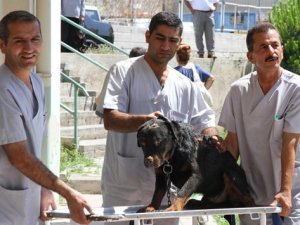 Sınavsız veteriner hekim alınabilecek